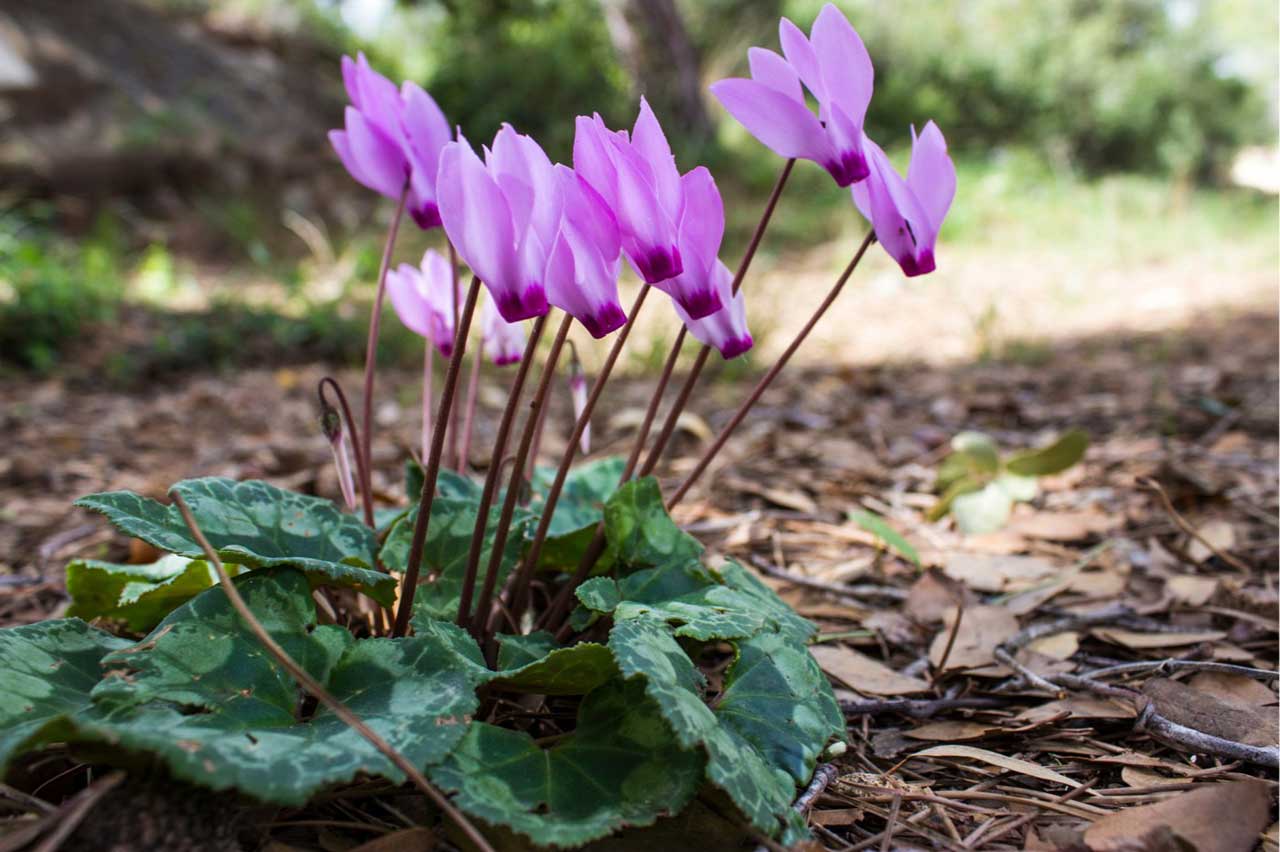 ciklámen (Cyclamen sp.)